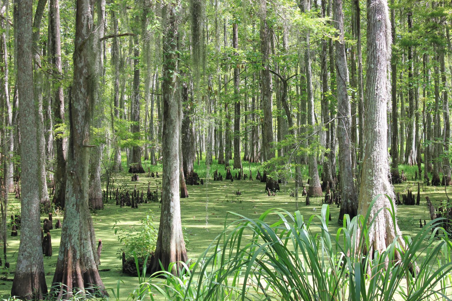 Houma, porte d’entrée des Bayous de Louisiane | Blog voyage inspirant